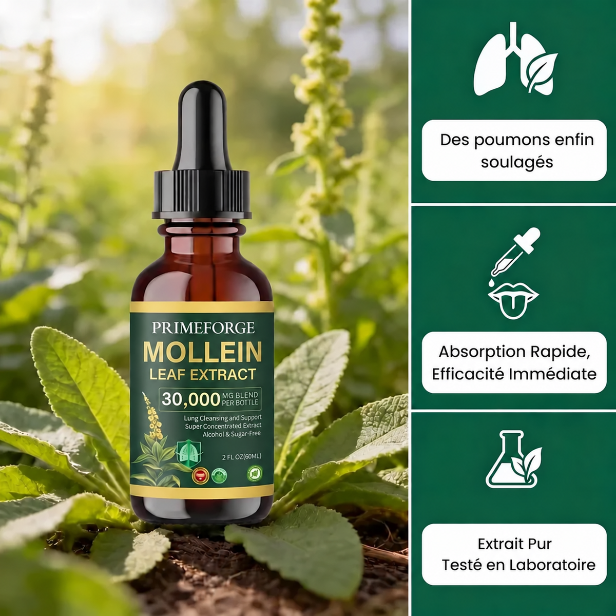 Gouttes de Mollein Sauvage